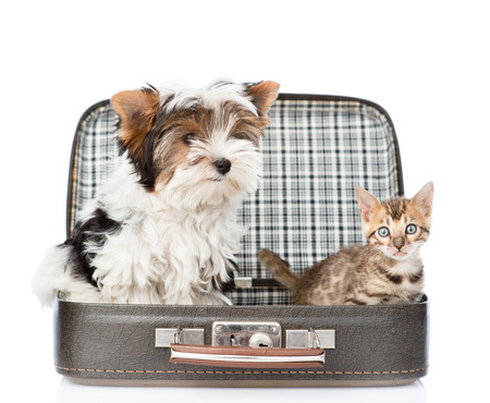 45028766 - biewer-yorkshire terrier and bengal cat sitting in a bag. isolated on white background