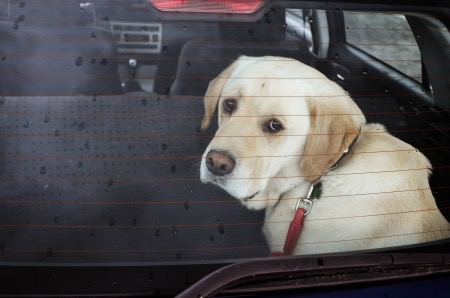 22442752 - sad dog in the car in the rain