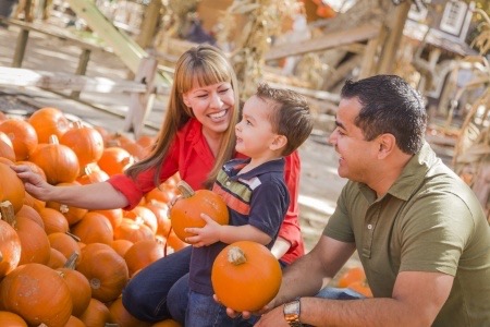 15720745 - happy mixed race family picking pumpkins at the pumpkin patch.