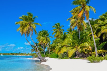 40181830 - amazing view of caribbean beach with white sand and beautiful exotic palm trees