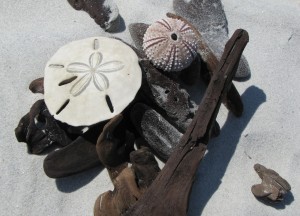 Nannygoat beach morning collection of shells & driftwood