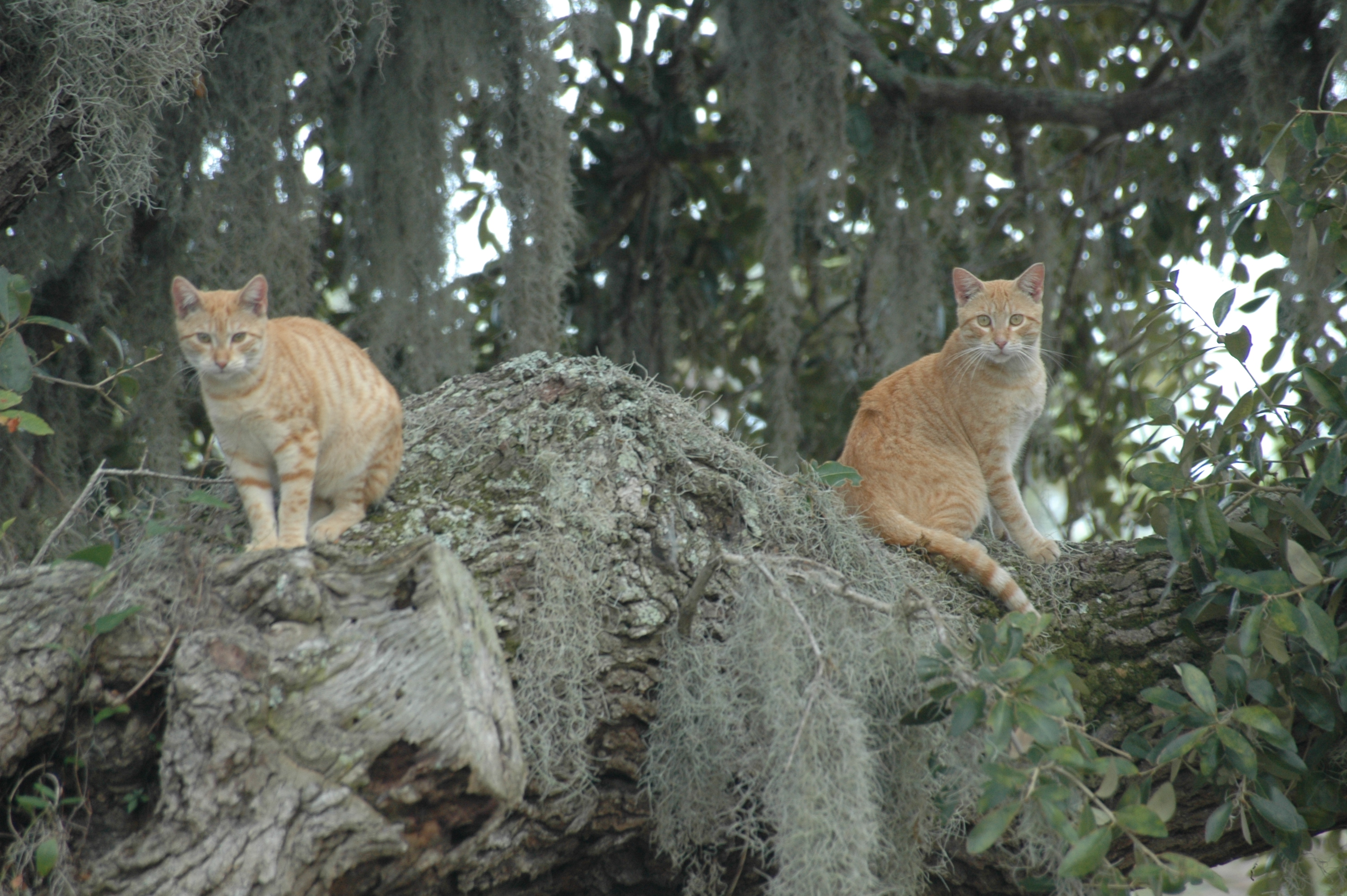 Next vacation – take your cat along