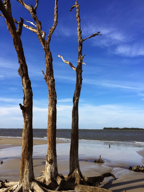 Jekyll Island driftwood beach