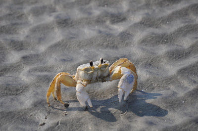 A Ghost On Cabretta Beach
