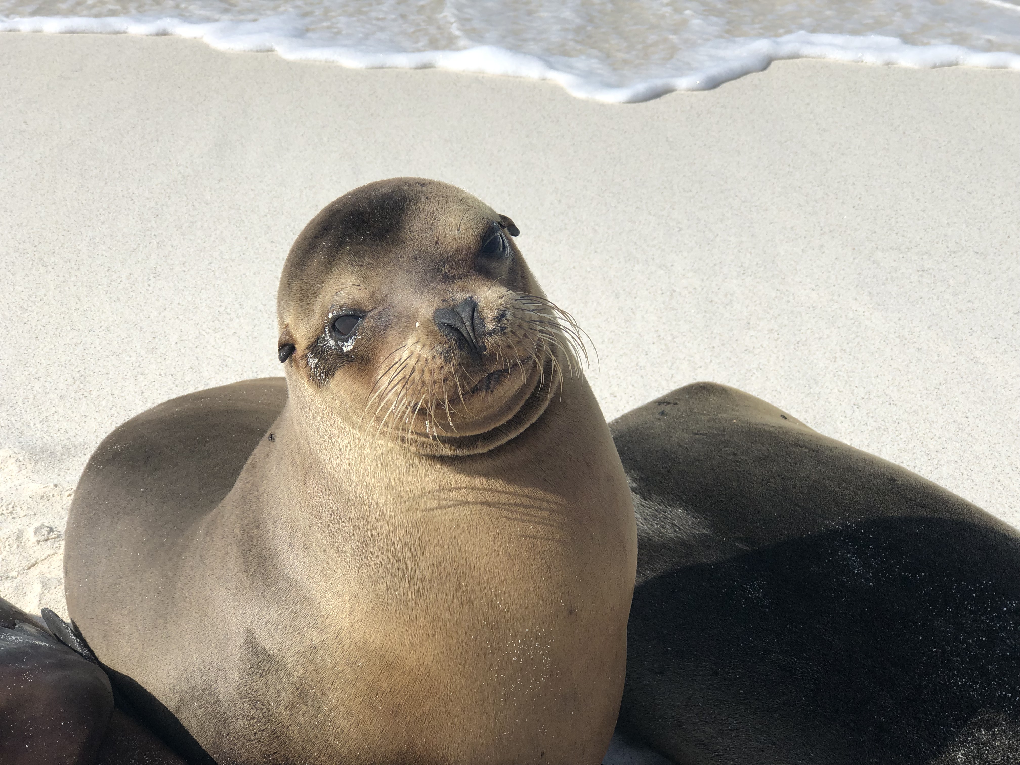 Destination:  Top Tips for Visiting Galapagos Islands – A Dream Vacation  – Nov. 11, 2019