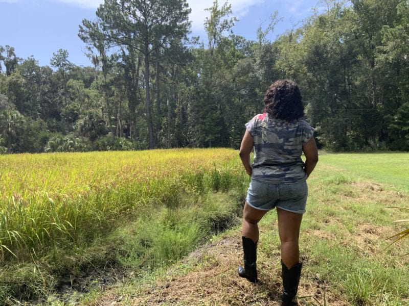 Carolina Gold Rice