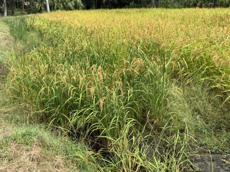 Carolina Gold Rice