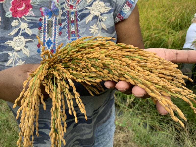 Carolina Gold Rice