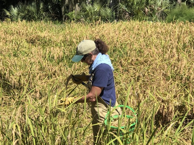 Carolina Gold Rice