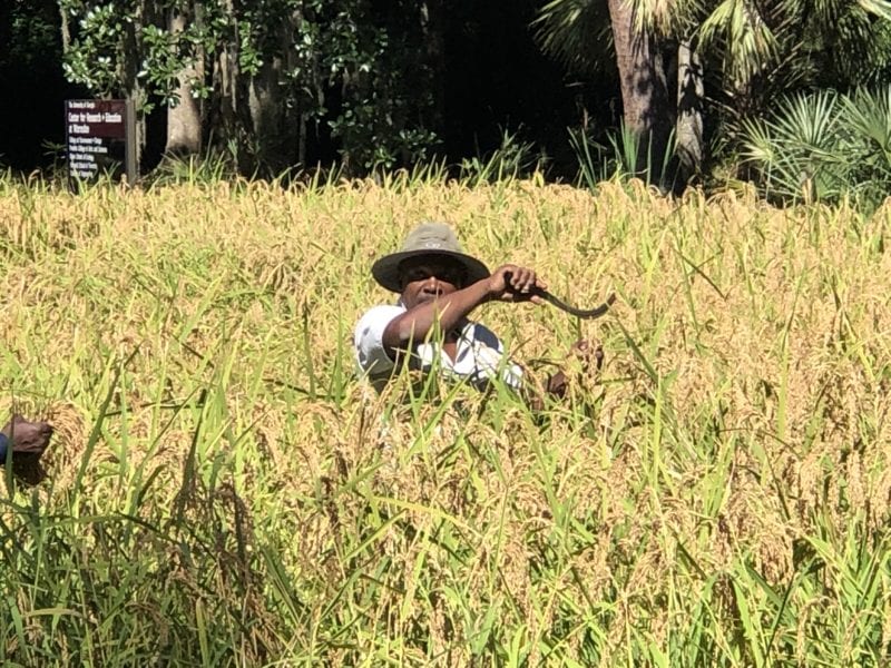 Carolina Gold Rice