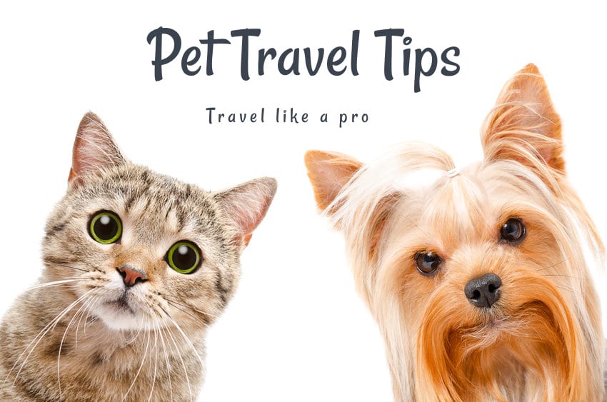 5  Travel Tips For Pets