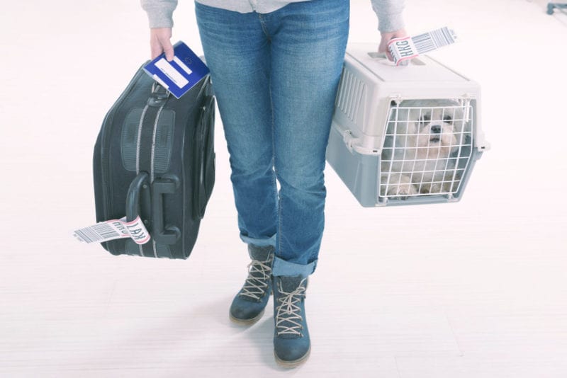 Travel Tips For Pets