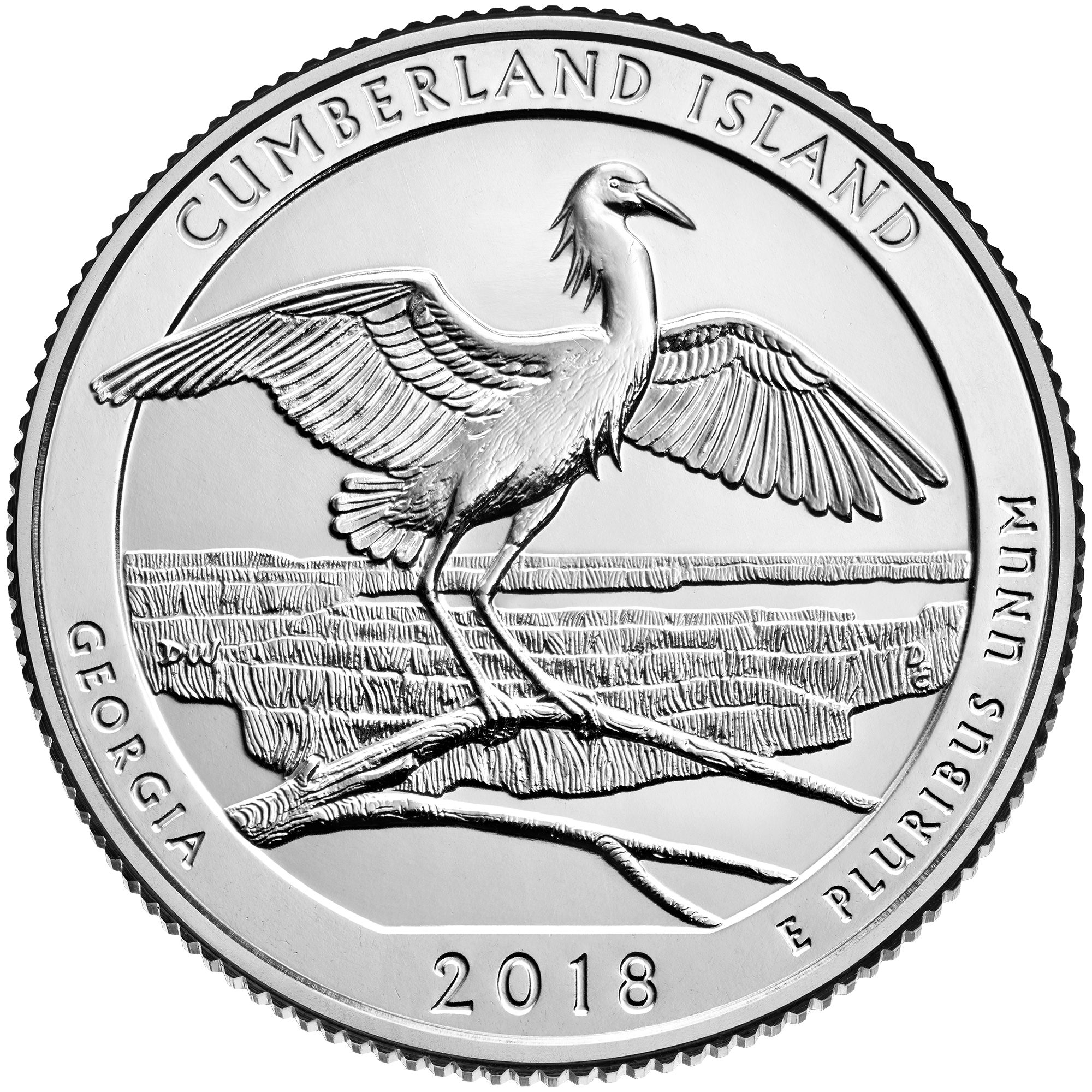Episode 21 – Cumberland Island – Snowy Egrets