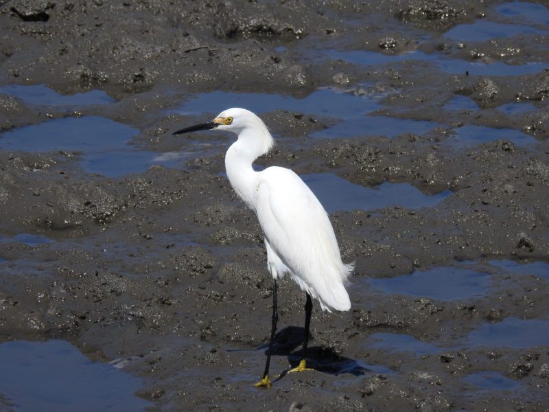 Cumberland Island Snowy Egret
