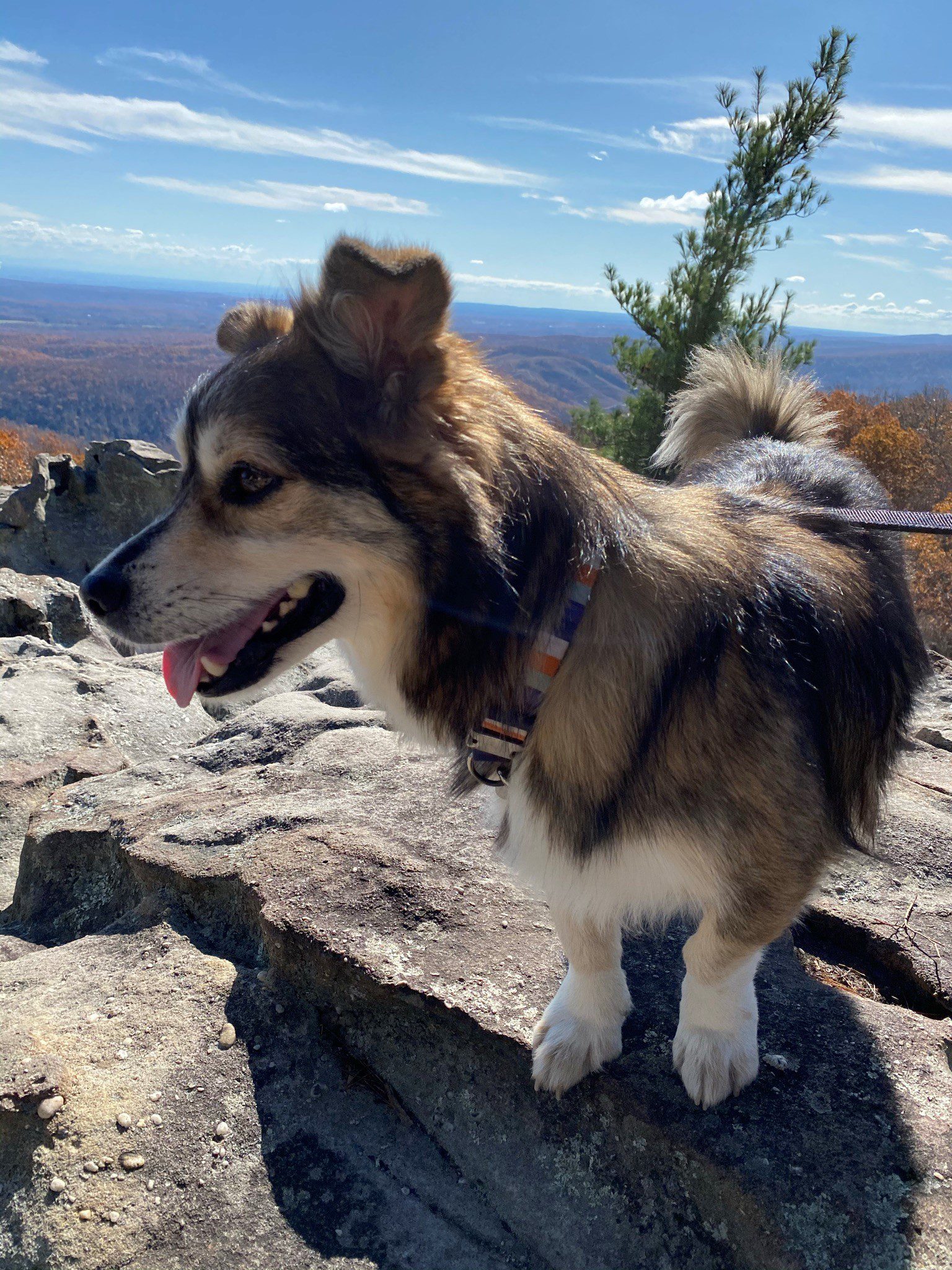 National Dog Day – Everyday