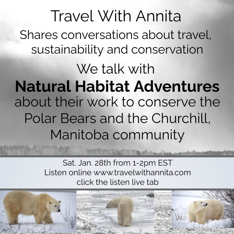 Churchill Manitoba polar bears