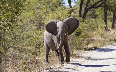 Botswana and Zimbabwe – Africa’s Wild Side