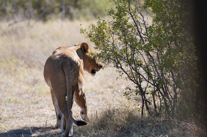 Botswana and Zimbabwe - Africa's Wild Side