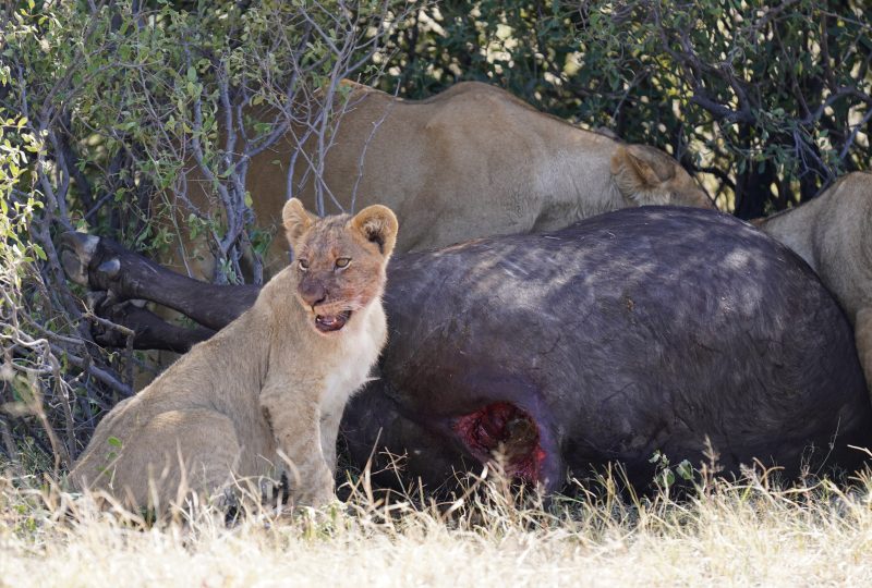 Botswana and Zimbabwe - Africa's Wild Side