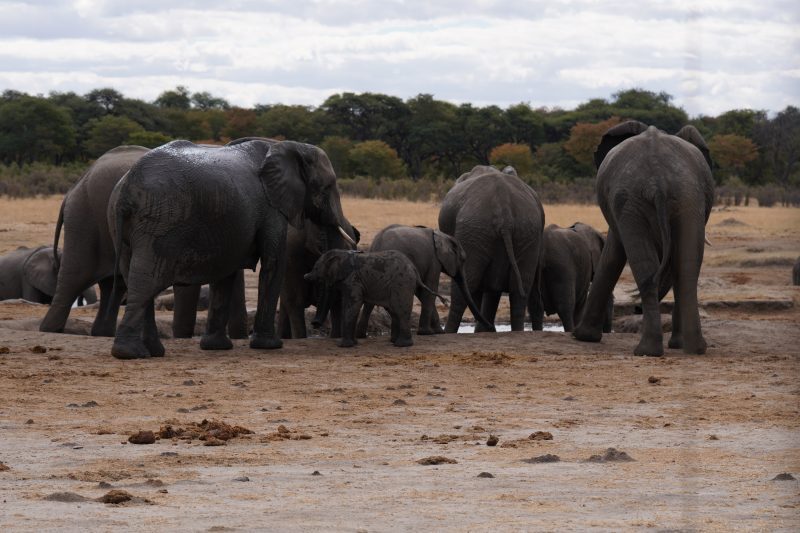 Botswana and Zimbabwe - Africa's Wild Side