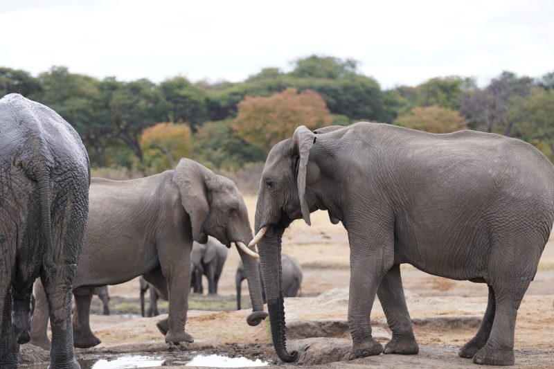 Botswana and Zimbabwe - Africa's Wild Side
