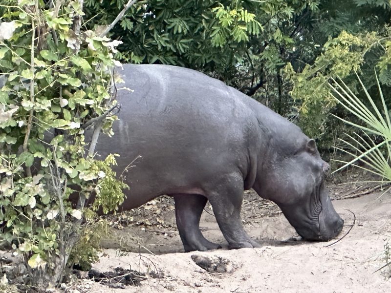Botswana and Zimbabwe - Africa's Wild Side