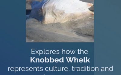 Destination:  Sapelo Island Knobbed Whelks