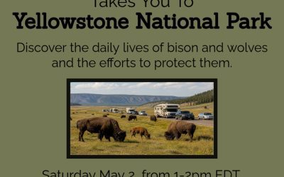 Destination:  Yellowstone National Park Magnificent Bisons