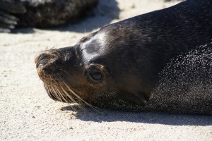 Galapagos-Jeff-254